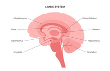 Brain Limbic System