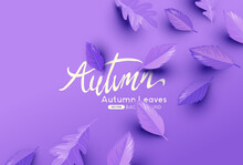 Purple Falling Autumn Leaves Background With Copy Space. Autumn Fall Vector Illustration