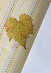 Poster - autumn grape leaf resting on an open book