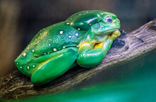 Magnificent Tree Frog
