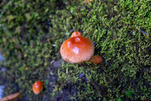 Orange Amanita Mushroom In Smoky Mountain Trail