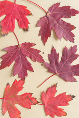 Poster - autumn leaves background