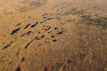 Poster - Aerial view of Vasenieki marsh and ponds in sunny autumn evening, Latvia.