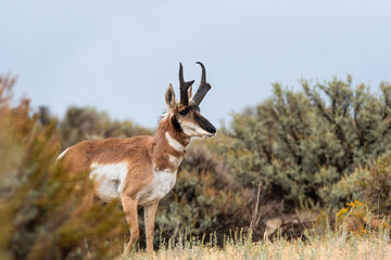 prong horn antelope roaming northern utah.