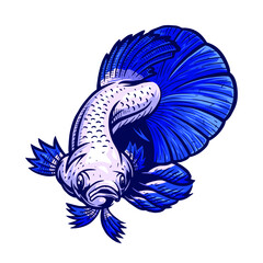 betta fish bluerim illustration