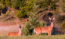 Two White Tailed Deer Doe In The Woods, Adult And Young
