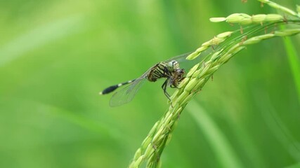 Wall Mural - Slow-motion dragonflies eat small bees on green rice fields. Dragonflies eat prey on paddy fields