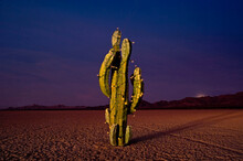 Desert Cactus With Holiday Lights