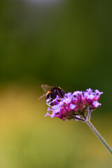 Sticker - Vertical shot of a bee collecting pollen on purpletop vervain flowers