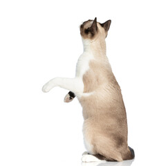 side view of adorable little metis cat looking up and standing on back legs