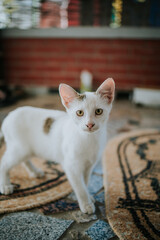 Poster - Cute young kitten on broken tiles floor against a blurred background