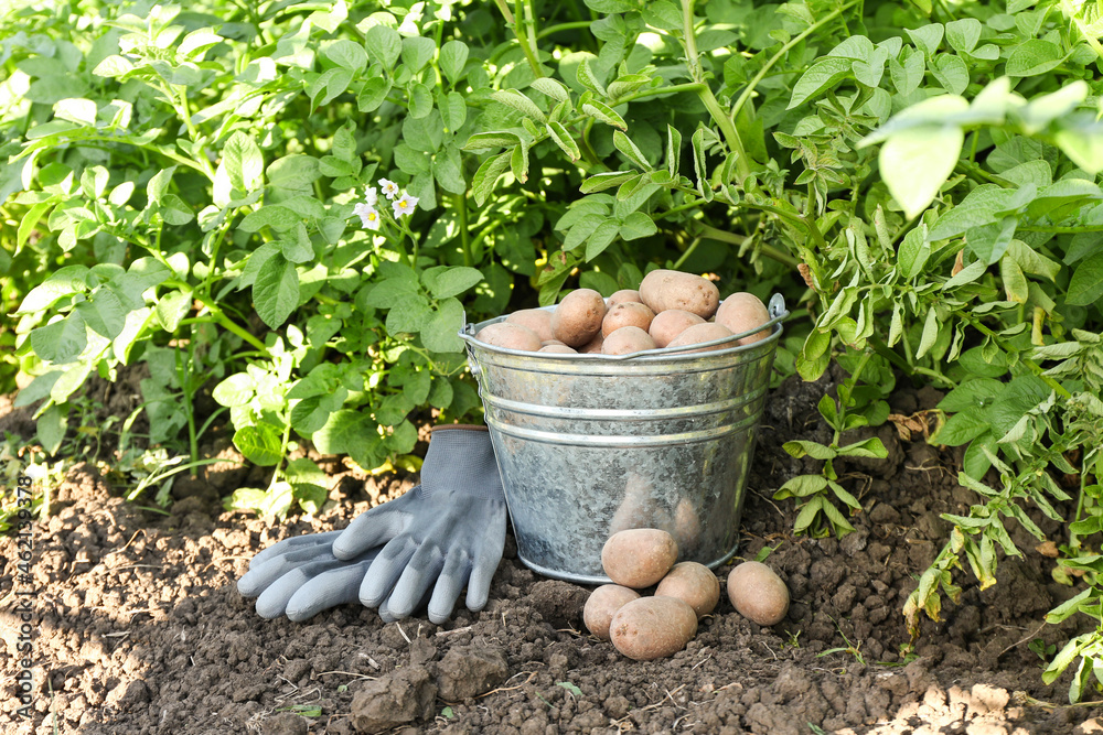 Bucket with raw gathered potatoes and gloves in field