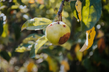 Sticker - Closeup shot of a rotten apple on a tree branch