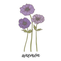 Wall Mural - anemone flower by hand drawing on white backgrounds.