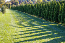 Many Of Green Cedar Pine Bushes In A Row, Natural Reservation, Public Park, Autumn,free Space, Green Grass Background, Sunny Day,thuja Tree,shadows, Natural Wall,sell,store