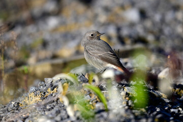 Wall Mural - Black Redstart - female // Hausrotschwanz - Weibchen (Phoenicurus ochruros)