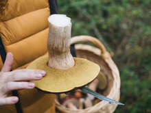 Woman Touching King Bolete Mushroom In Forest