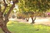 Fototapeta Desenie - trees in the park happy birthday