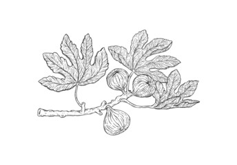 Fig tree branch with hanging fruit, engraving vector illustration isolated.