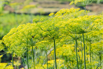 Wall Mural - Stems of flowering dill on field on a blurred background