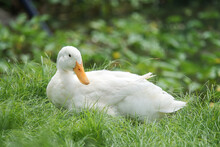 White Duck Lying On The Grass
