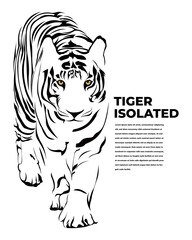 Tiger walking forward vector illustration