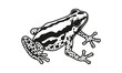Amazon frog illustration, vector, hand drawn, isolated on light background.