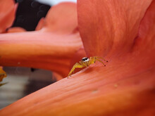 Closeup Shot Of A Spider On An Orange Trumpet Vine Flower