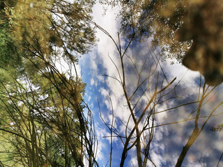 Wall Mural - Blooming greenery reflecting in a clear Manzanares river