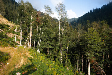 Wall Mural - panoramic view of a glade in summer forest