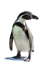 Front View Of Humboldt Penguin Isolated On White Background