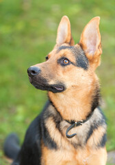 Wall Mural - Photo of a German Shepheard dog in the nature