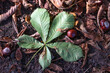 A large green chestnut leaf and chestnuts lie on the ground next to fallen autumn leaves