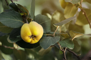 Closeup view of quince tree with ripening fruit outdoors