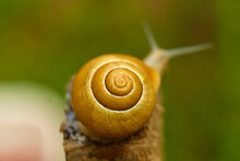 Macro Shot Of The Shell Of A Snail Against Blurry Greenery