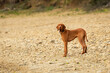 Vizsla puppy on a beach. Full length hungarian vizsla hunting dog outdoors portrait.