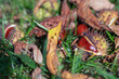 Chestnuts in thorny shells. Blurred background. Chestnuts lie in the grass and autumn leaves.