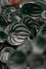 Canvas Print - Vertical shot of watermelon peperomia leaves - great for wallpaper