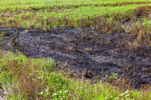 Scorched Earth . Burnt Land With Green Plants