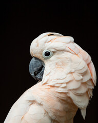 Wall Mural - portrait of a white cockatoo