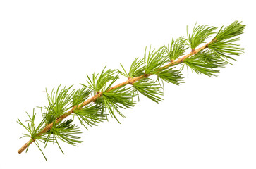 larch branch