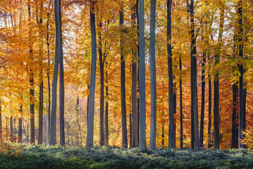  Beech trees grove in autumn