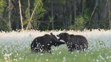 Wall Mural - Two young brown bears playfighting in the middle of the cotton grass on a Finnish bog
