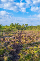 Wall Mural - Peat bog with blooming heather in a  pine woodland