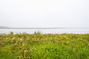 Poster - Blooming wildflowers at a lakeshore a misty day