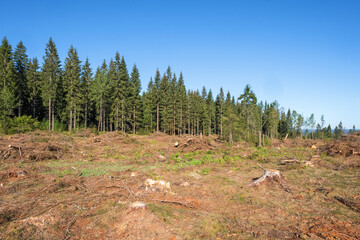 Wall Mural - Clearcutting area in a spruce forest