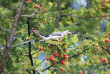 Cedar Waxwing Bird Eating Berries