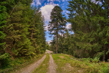 Pov od a road in the wilderness surrounded by trees