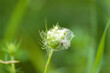 Wild carrot ready to bloom closeup view with green blurred plants on background