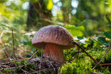 Fototapeta  - edible porcini mushroom in season forest